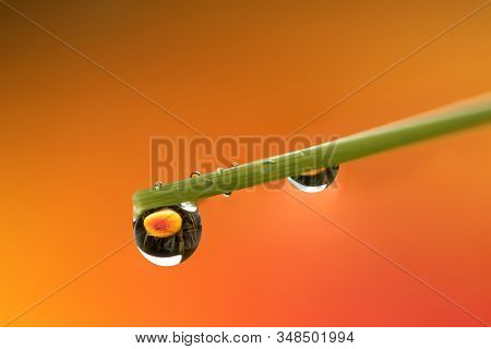 A Macro Portrait Of A Few Water Droplets Hanging On A Blade Of Grass. In The Water Drop The Upside D