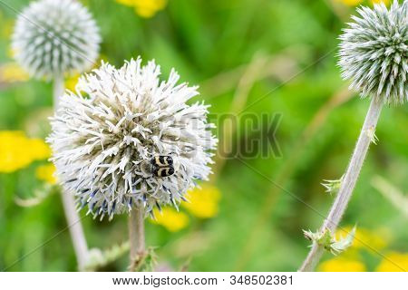 Big Grey Spheric Flower Also Known As 
