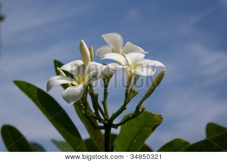 Jasmin