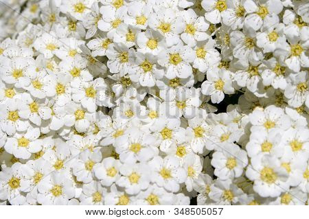 Background Of Densely Located Scutes, White Flowers Spiraéa Cinérea