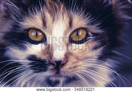 Closeup Of Tabby Cat Face. Fauna Background.pets And Lifestyle Concept