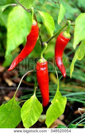 Capsicum Annuum Bird Eye Also Known As Rawit Pepper. Close-up.