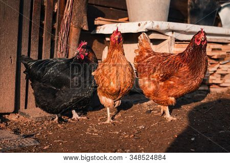 Group Of Hens Feeding, Looking And Posing To Camera On Barn Yard On Sunset. Brown Hens Looking For F