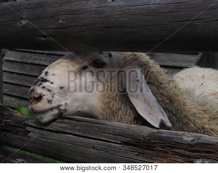 White Spotted Sheep Between Fence On Pasture