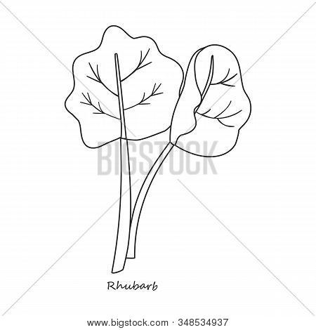 Rhubarb Vector Icon.outline, Line Vector Icon Isolated On White Background Rhubarb.