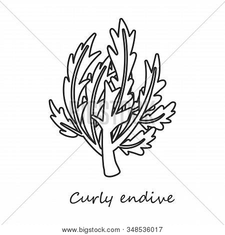 Curlu Vector Icon.outline, Line Vector Icon Isolated On White Background Curlu .