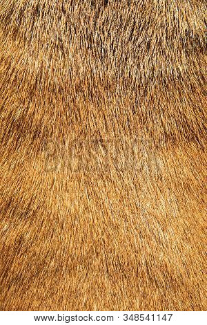 Clean Brown Fur Of Dog American Staffordshire Terrier