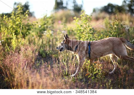 Happy Dog Walking In Grass In Summer Field