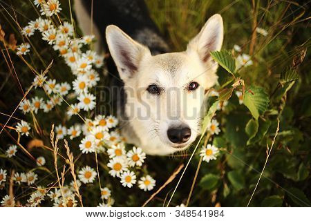 Loyal Sitting Dog Amidst Chamomiles At Summer Day