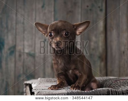 Incredibly Stunned Dog. Funny Chihuahua. Emotional Portrait Of A Dog