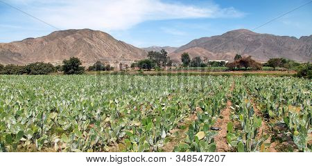 Prickly Pear Cactus Or Opuntia Field Near Nasca Town In Peru, Opuncia Cactuses Are Typical Agricultu