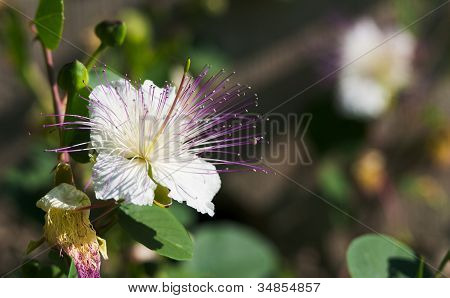 Capparis Spinosa blomst