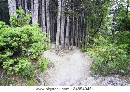 Botkins Pathway, Among The Crimean Pines In The Summer.