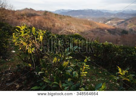 Tea Bushes In The Sun. The Worlds Northernmost Tea Plantation In Sochi, Russia