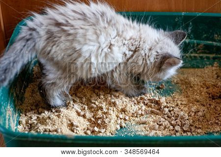 Closeup Of Cat Overweight Constipated Sick Trying To Go To The Bathroom In Box At Home Sad Looking D
