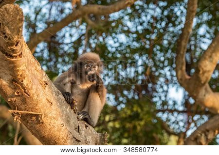 Dusky leaf monkey sitting on a branch in Thailand