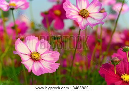 Some Beautiful Daisy Or Cosmos Bipinnata Cav