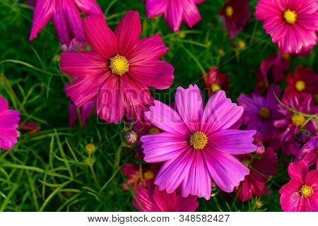 Beautiful Daisy Or Cosmos Bipinnata Cav Horizontal