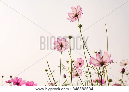 Low Angle View Of Beautiful Daisy Or Cosmos Bipinnata Cav