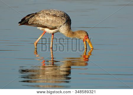 Yellow-billed stork (Mycteria ibis) foraging in shallow water, Kruger National Park, South Africa