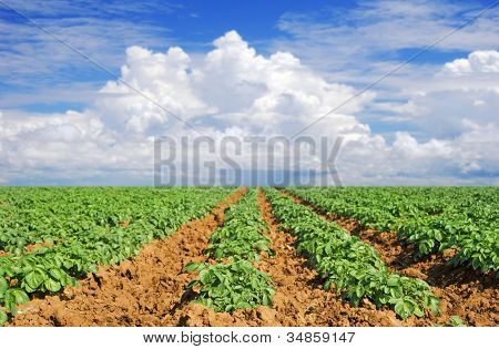 Campos de batata verde contra o céu azul