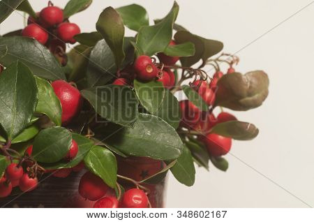 Gaultheria Procumbens Berries Cloeu Up Shot Local Focus