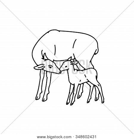 Wild Deer Female Mother With Baby Fawn Vector Outline Black White Sketch Illustration.