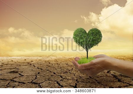 Environmental Problems,protect Nature And Save The World . A Small Green Heart Tree In Hand, Ready T