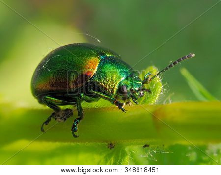 colorful bug on leaf (cryptocephalus sericeus)
