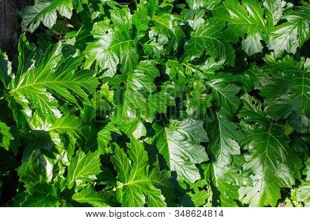 Texture of Acanthus mollis, commonly known as bear's breeches, top view background.