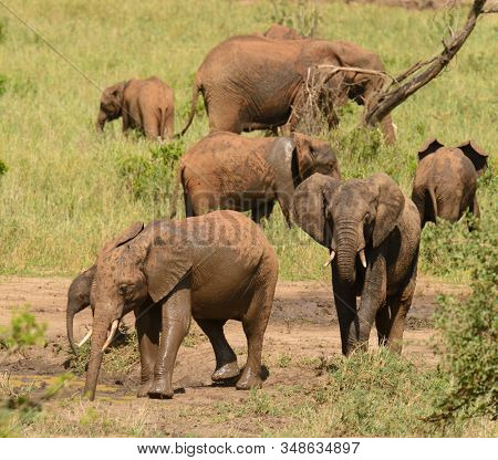 Herd of African Elephant (scientific name: Loxodonta africana, or 