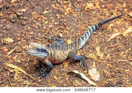 Male Brown Eastern Water Dragon Basking On The Ground. Eastern Australia: Victoria And Queensland.