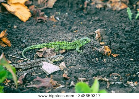A Small Green Lizard On The Ground. Selective Focus