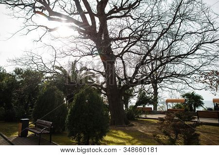 Spring Park. The Awakening Of Nature. Oak, Green Trova And Other Plants