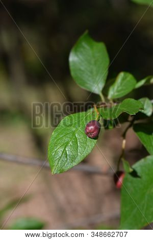 Peking Cotoneaster - Latin Name - Cotoneaster Acutifolius