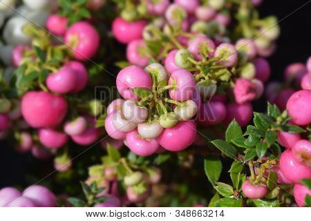 Prickly Heath Pink Berries - Latin Name - Gaultheria Mucronata (pernettya Mucronata)