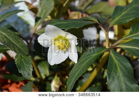 Christmas Rose Wintersun - Latin Name - Helleborus Niger Wintersun