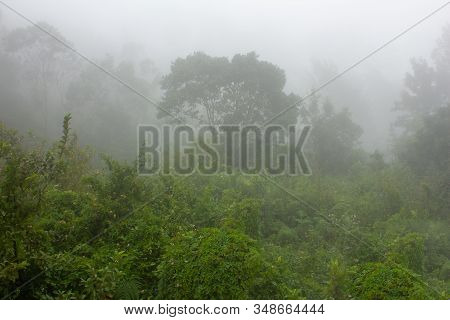 The Fog, Drizzle Covering The Hilly Landscape In Yercaud, Tamil Nadu, India
