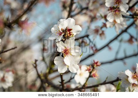 Detailed Almond Flower, Seasonal Bloom Of January And February In Majorca. Beautiful Bokeh, Colorful