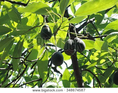 Avocado On Plant Or Raw Avocado On Tree Fresh Product In Organic Farm, Avocado Fruit On Tree Useful 