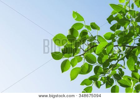 Close Up Of Delbergia Sisso Or Indian Rosewood Green Leaves On A Blue And White Bacground.