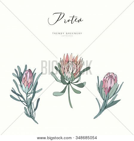 Protea Flowers Hand Vector Photo Free Trial Bigstock