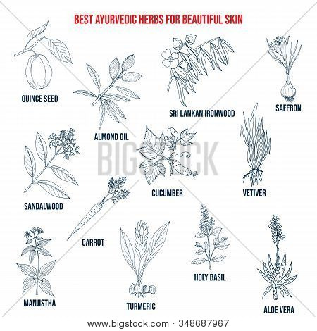 Collection Of Best Ayurvedic Herbs For Beautiful Skin. Hand Drawn Vector Set Of Medicinal Plants