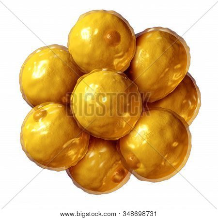 Fat Cells Adipocyte Or Lipocyte Anatomy As An Internal Microscopic Human Cell For The Storage Of Fat