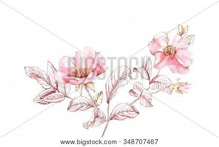 Watercolor Briar Branches Sketch. Botanic Hand Drawn Illustration. Big Flowrs With Ink Leaves Isolat