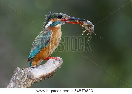 Common Kingfisher, Alcedo Atthis, On His Usual Perch With A Crab In His Beak On A Uniform Green Back
