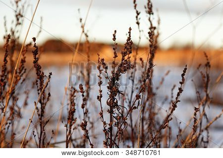 Dead Meadow Plants In Winter Field Close To Grubbe