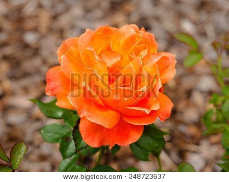 Lovely Rose With Orange Petals, Variety Rosa Fellowship Floribunda, In Full Bloom