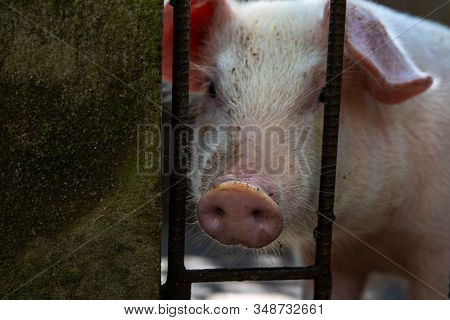 Cute Pig With Pink Snout Closeup Photo. Clever Domestic Animal. Piglet On Livestock Farm. Young Pig 