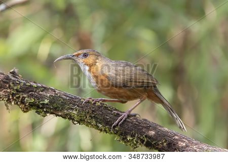Rusty-cheeked Scimitar Babbler Or Pomatorhinus Erythrogenys, Beautiful Bird Standing On Timber. Chee